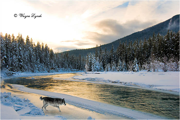 Wolf by Dr. Wayne Lynch &copy;